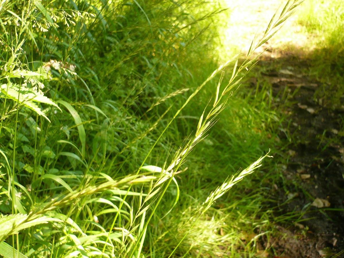Elymus caninus (Poaceae)